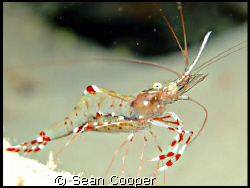 Cave cleaner shrimp. by Sean Cooper 